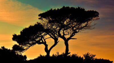 Binary Tree - Feature Image